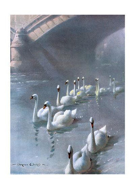 Sympathy Swans