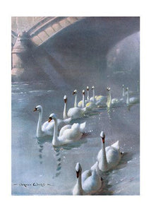 Sympathy Swans